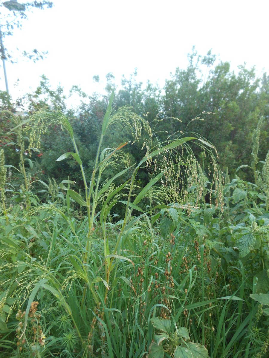 Panicum miliaceum L.